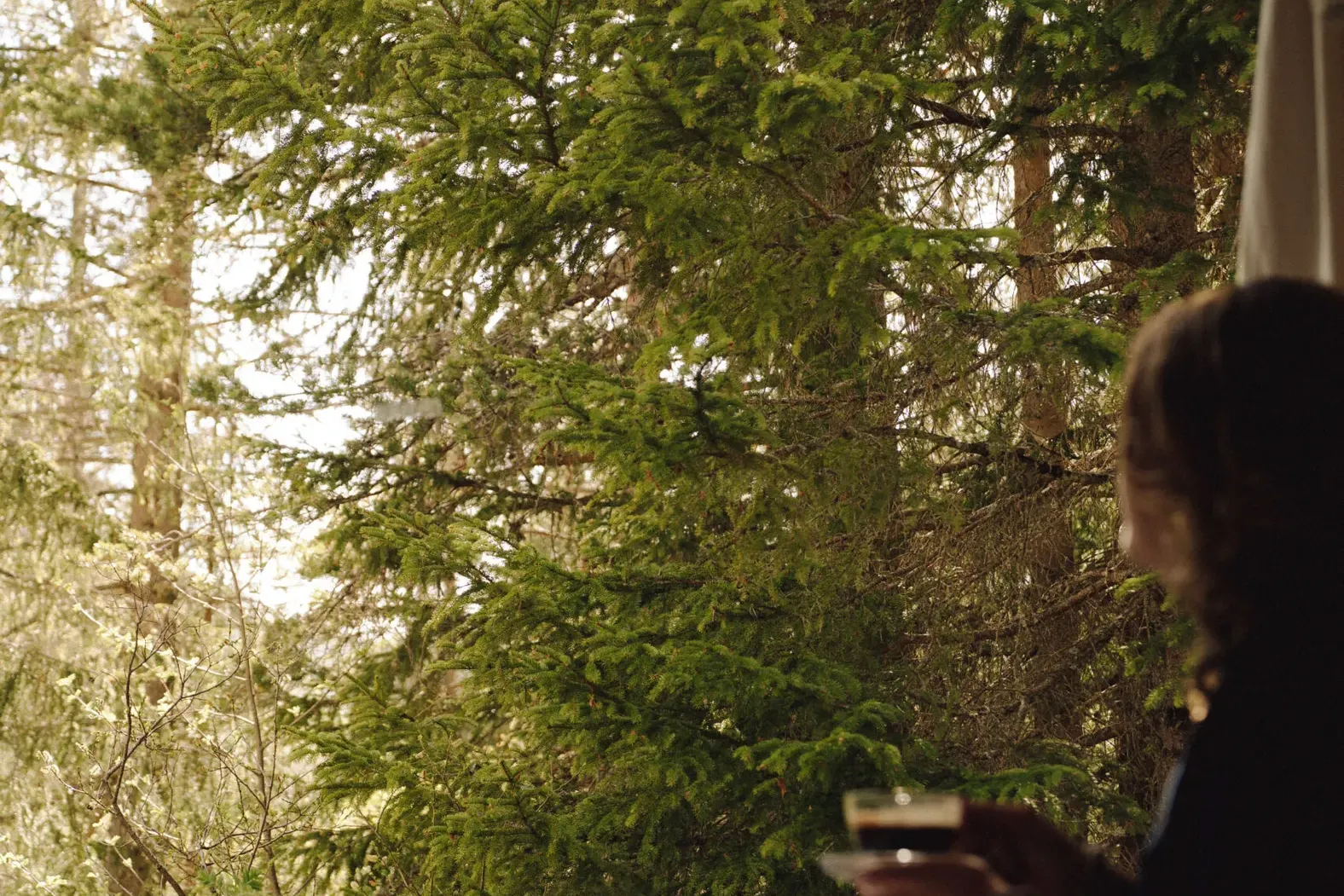 Forest Cabin, slow mornings, forest view