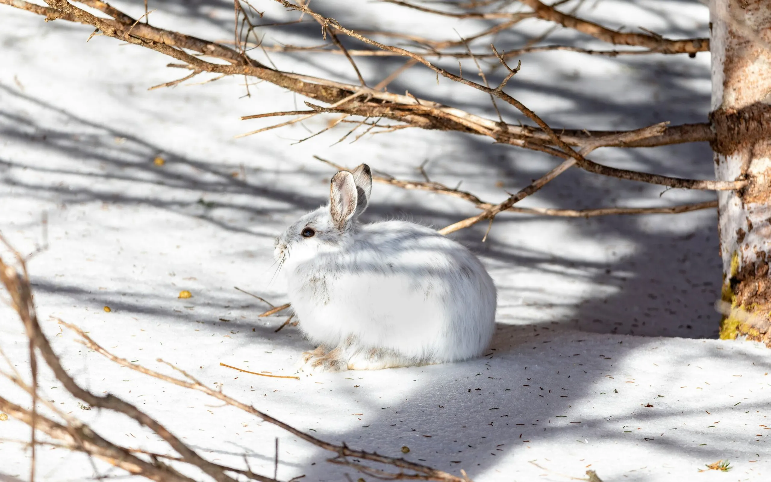 Thomas lipke EBMCAE Eu Lro unsplash