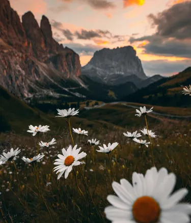 Dolomites flowers