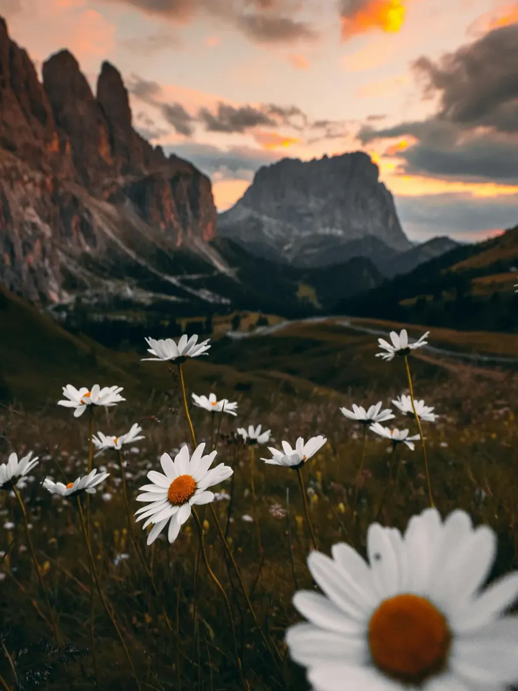 Dolomites flowers