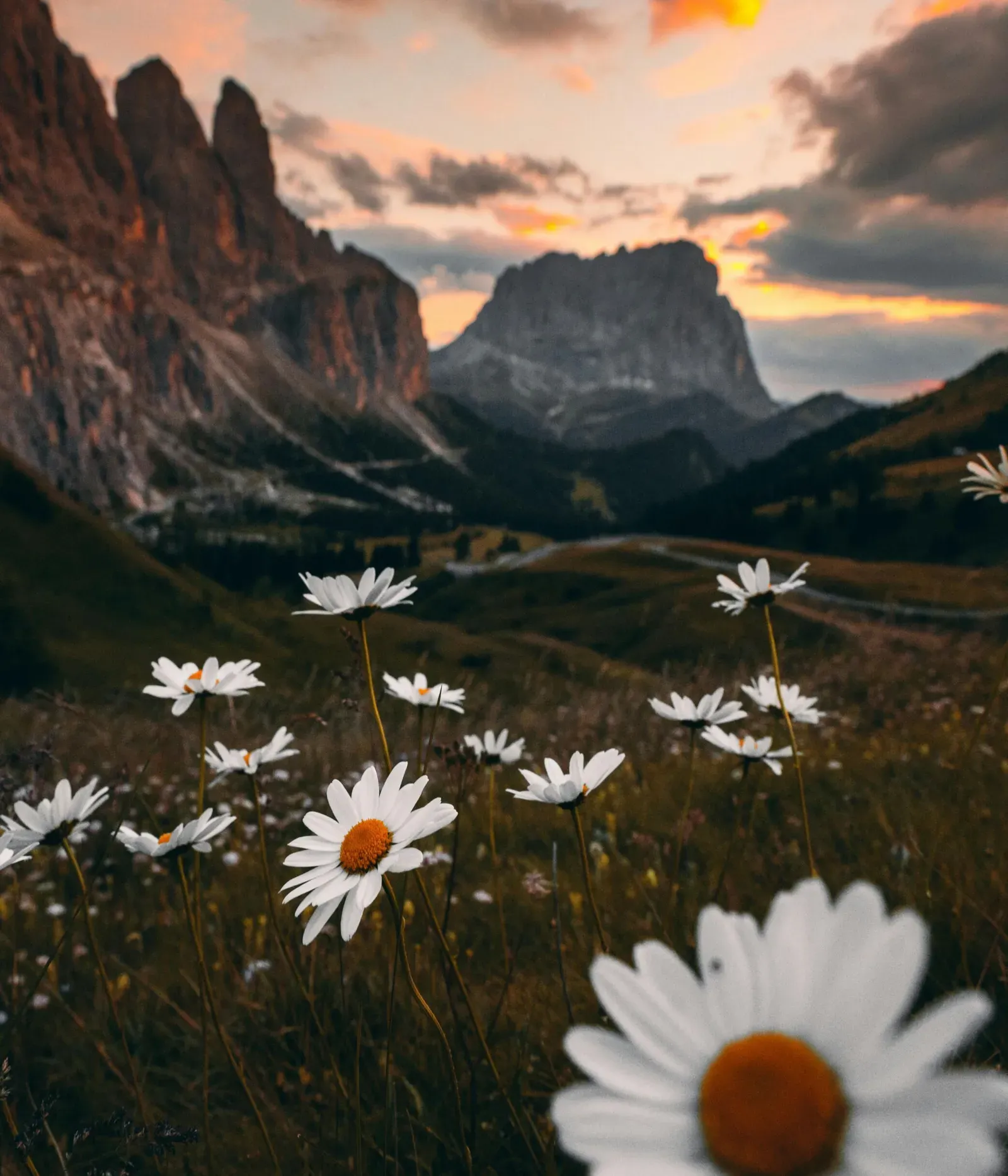 Dolomites flowers