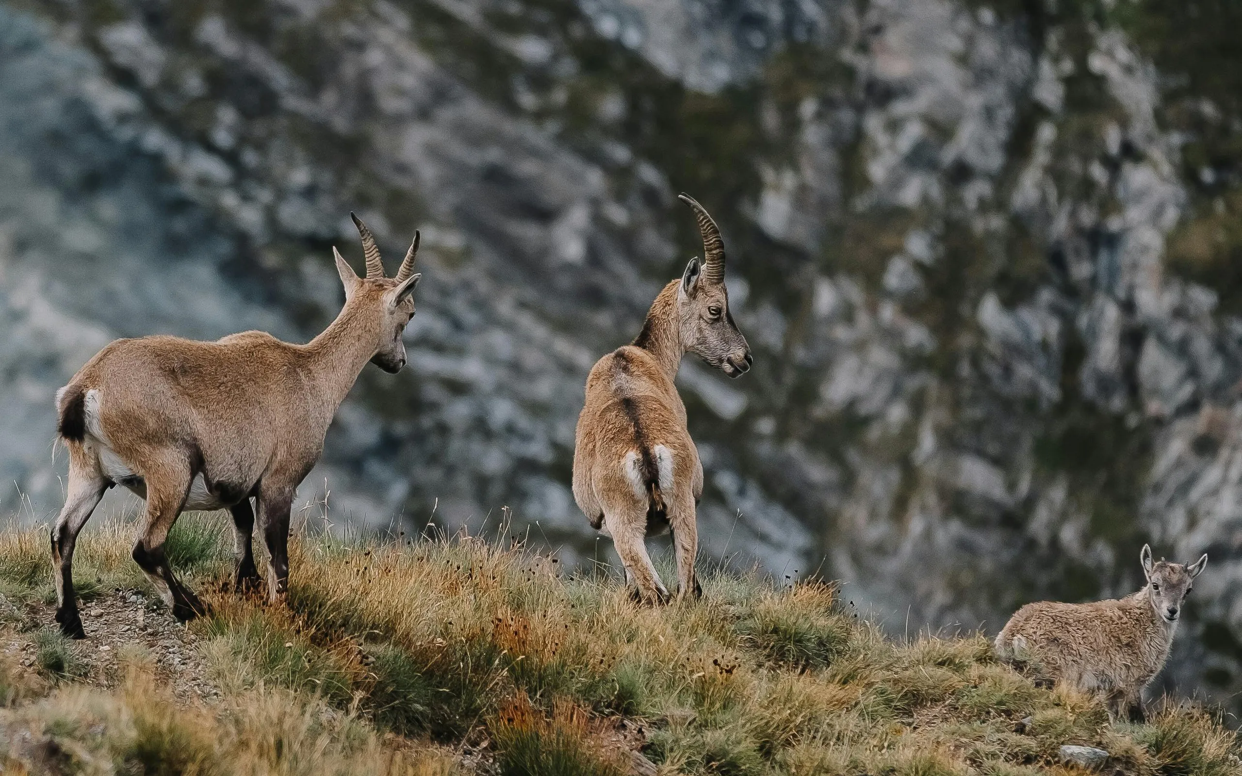 Pexels lorenzomessinaph 28210182