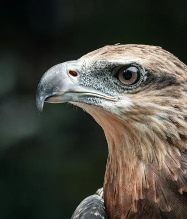 Pexels fatih turan 63325184 17000721