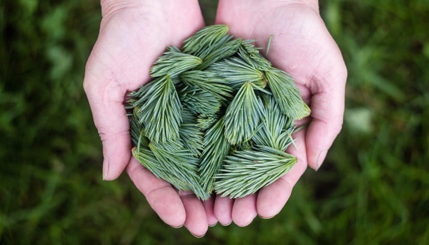 Camping Sass Dlacia nelle Dolomiti